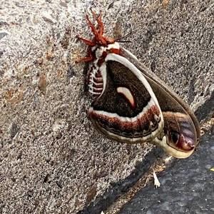 Meet your Posher, Carl